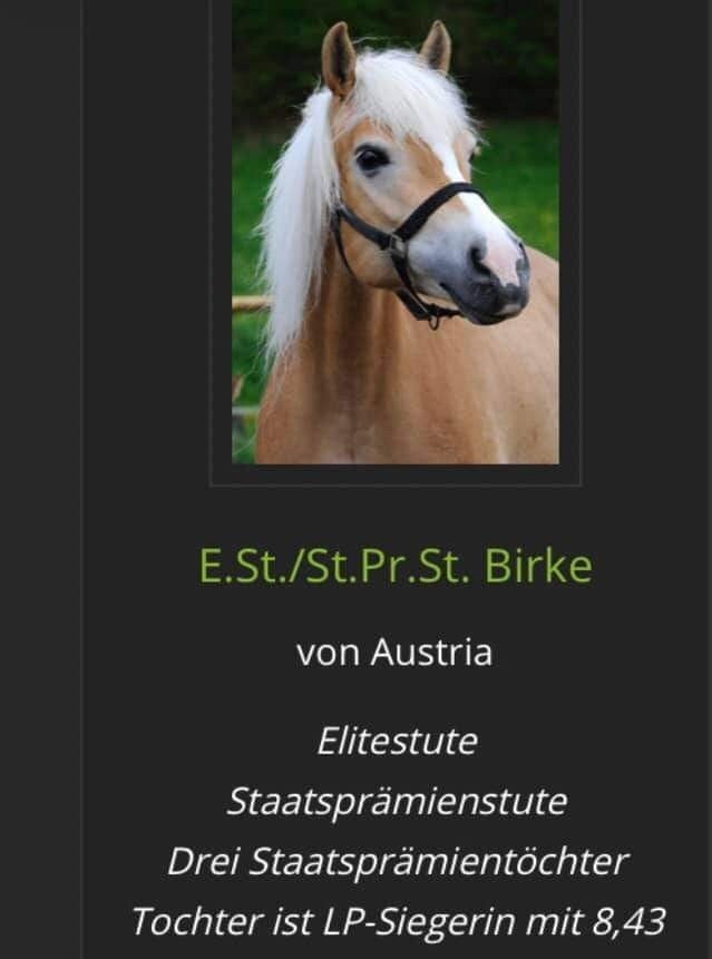 Haflinger Hengstfohlen, Hengst, Met stamboom