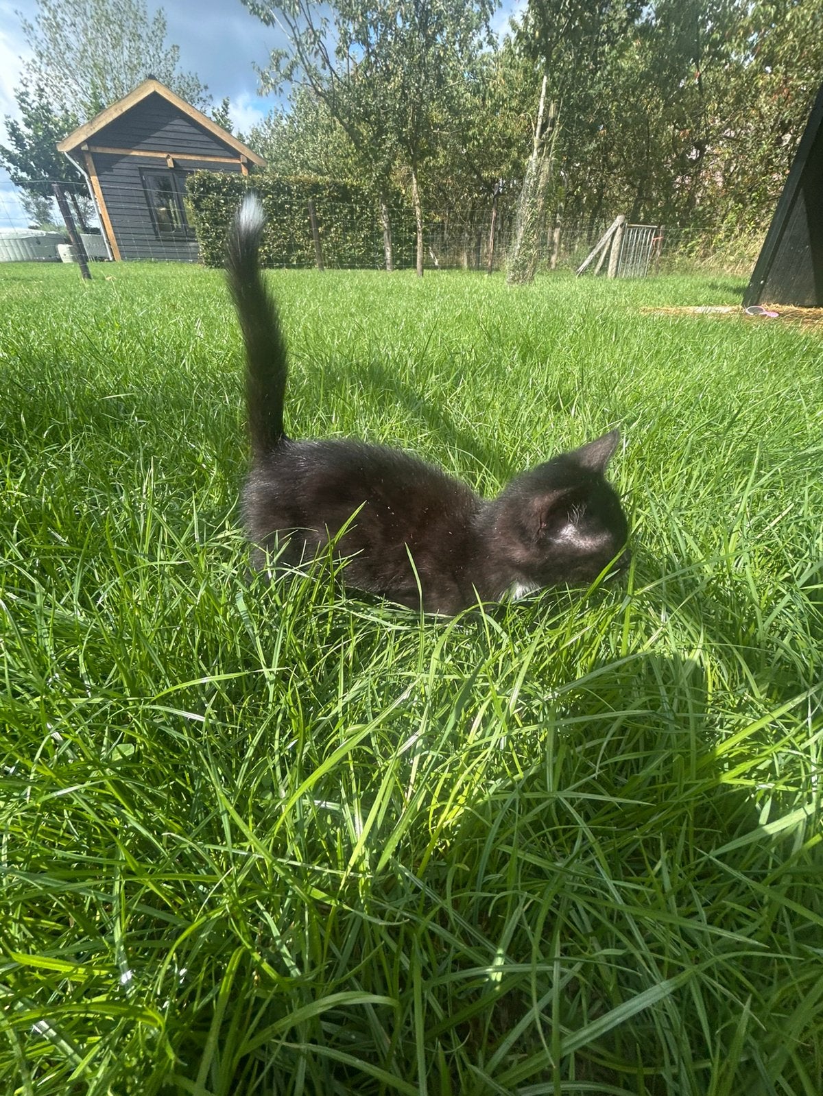 3 lieve kittens🩷 zo snel mogelijk ophalen!!, Dieren en Toebehoren, Katten en Kittens | Overige Katten, Meerdere dieren