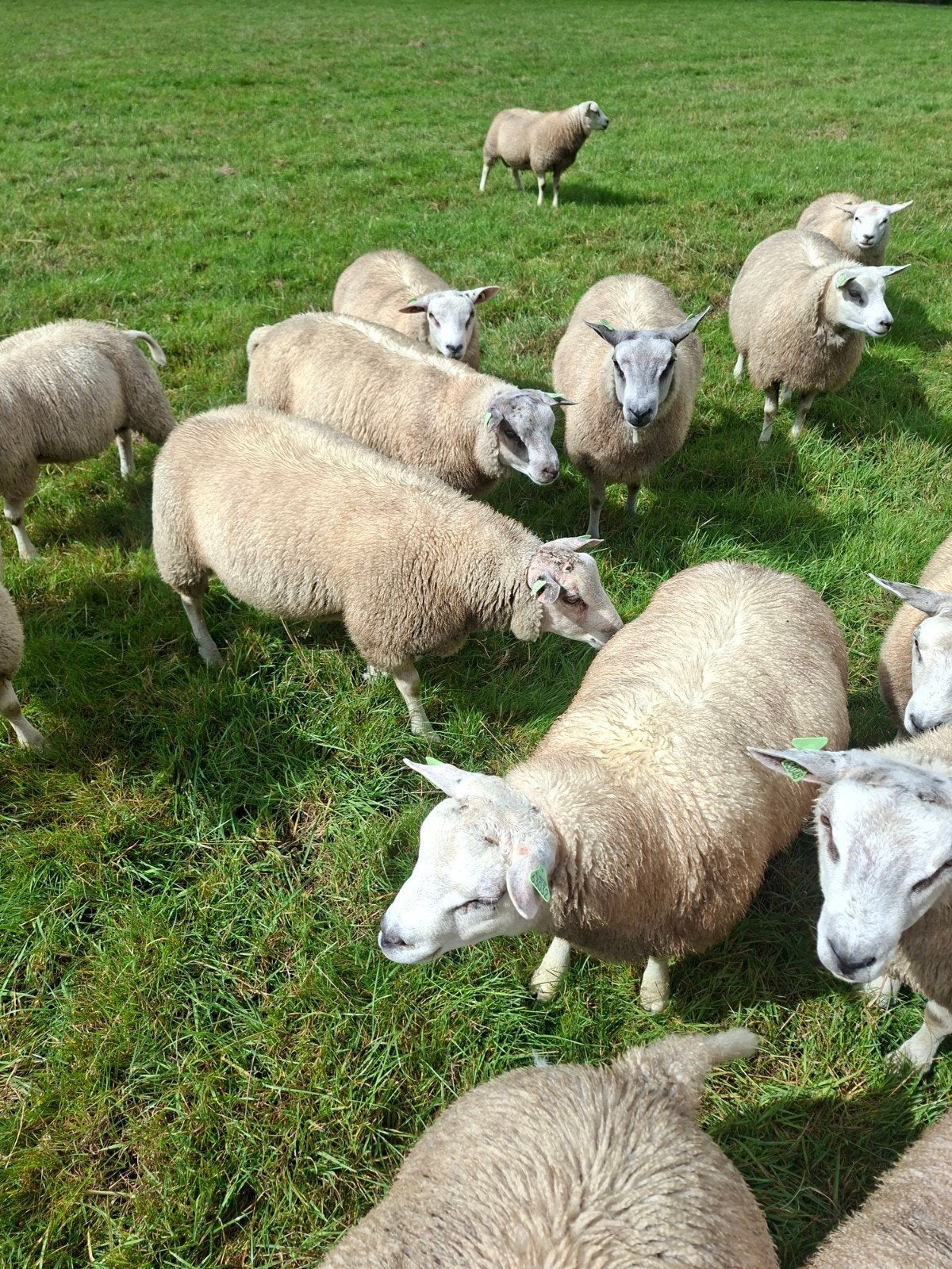 dek rammen, Dieren en Toebehoren, Mannelijk, Schaap