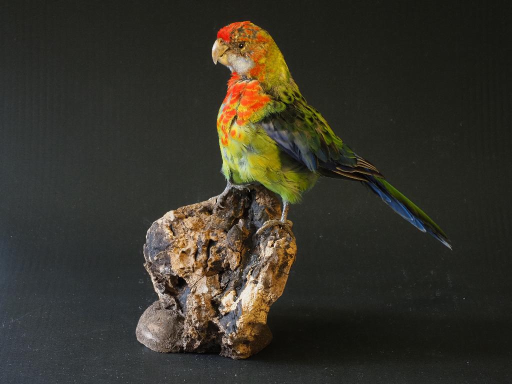 Opgezette Prachtrosella, Ophalen of Verzenden, Nieuw, Vogel, Opgezet dier