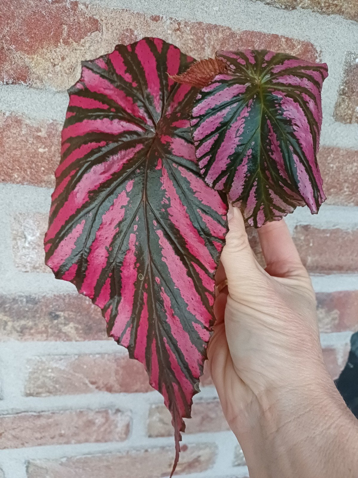 Begonia Brevirimosa, Ophalen of Verzenden, Halfschaduw, Minder dan 100 cm