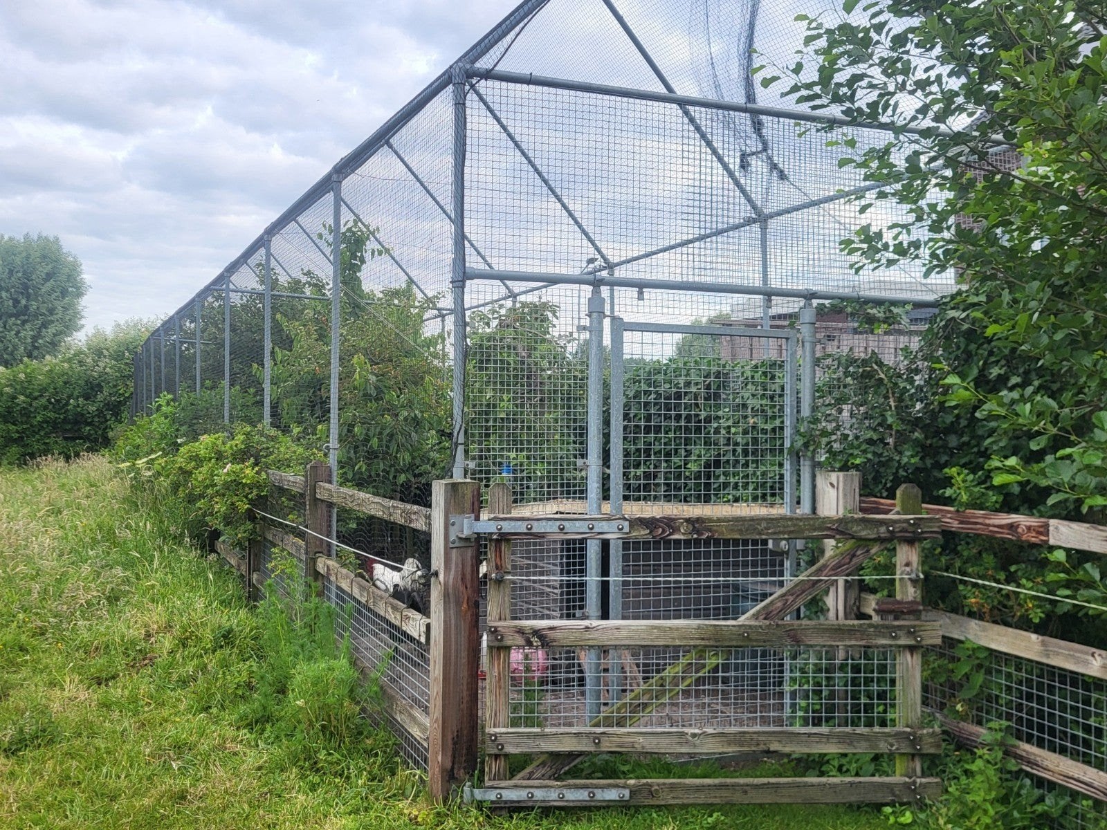 Gezocht jonge parelhoenders., Kip