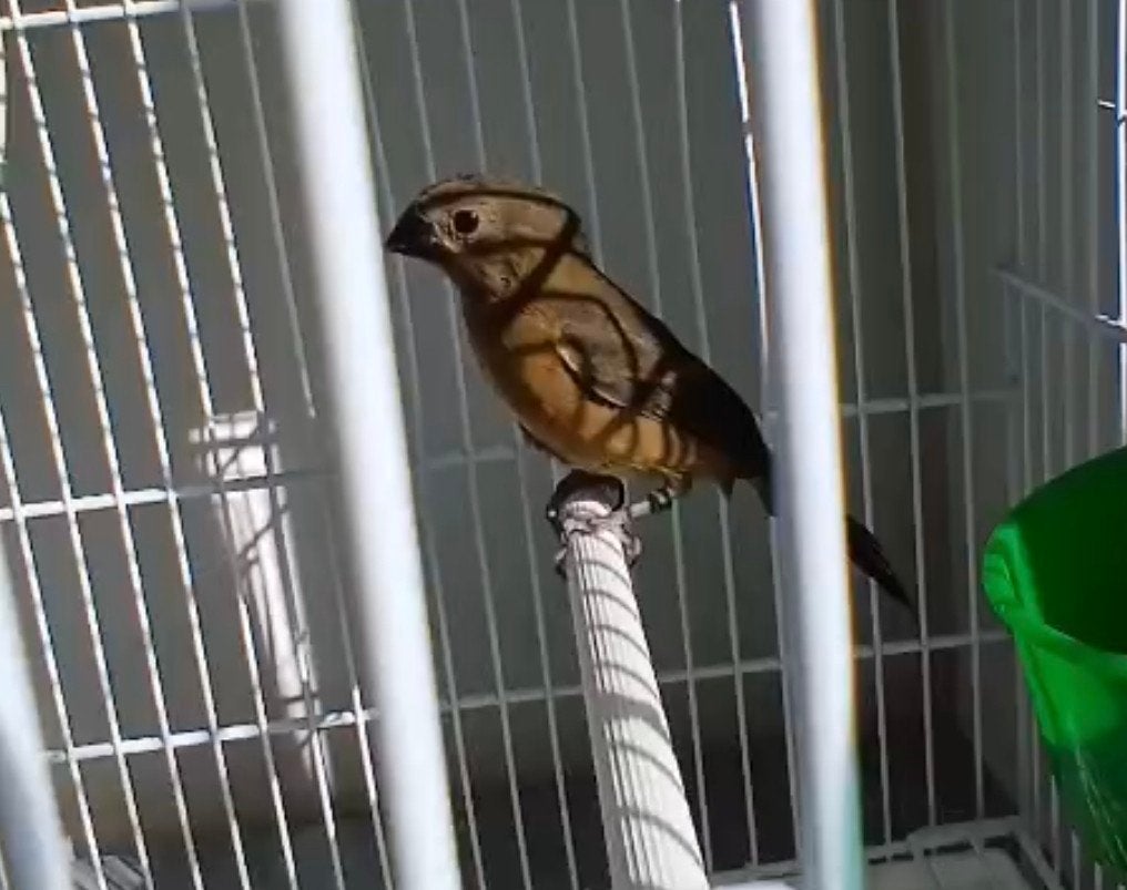 Pitwa  Picolet x Twatwa, Dieren en Toebehoren, Mannelijk