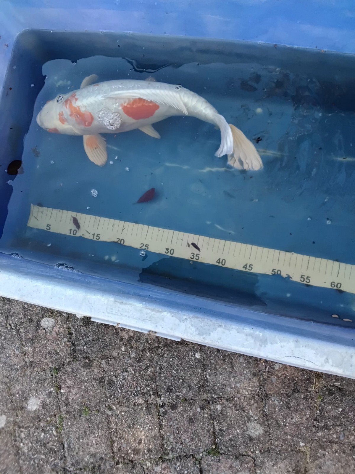 Koikarper koi Kohaku, Karper of Koi