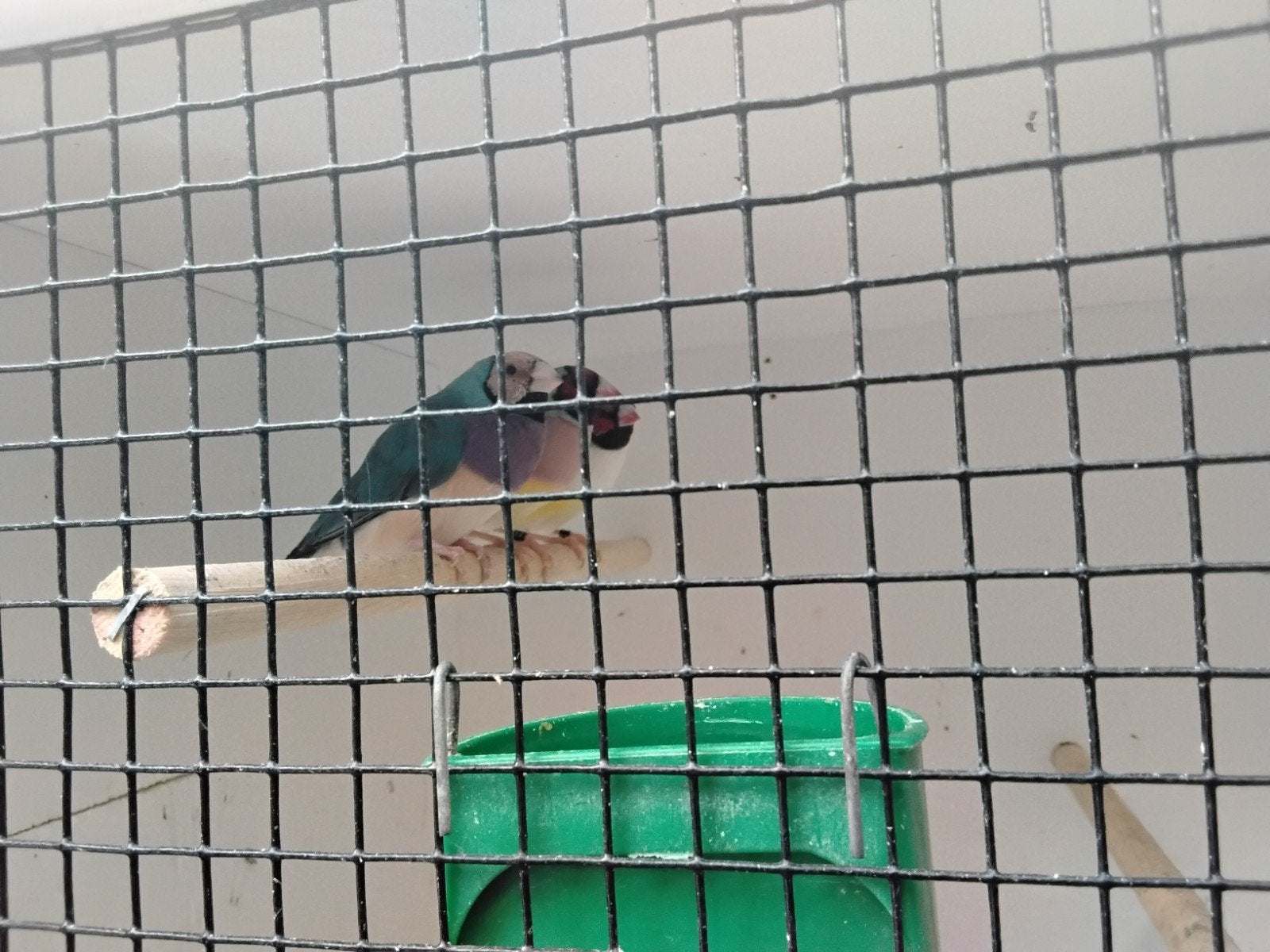 gouldamadine, Meerdere dieren, Geringd