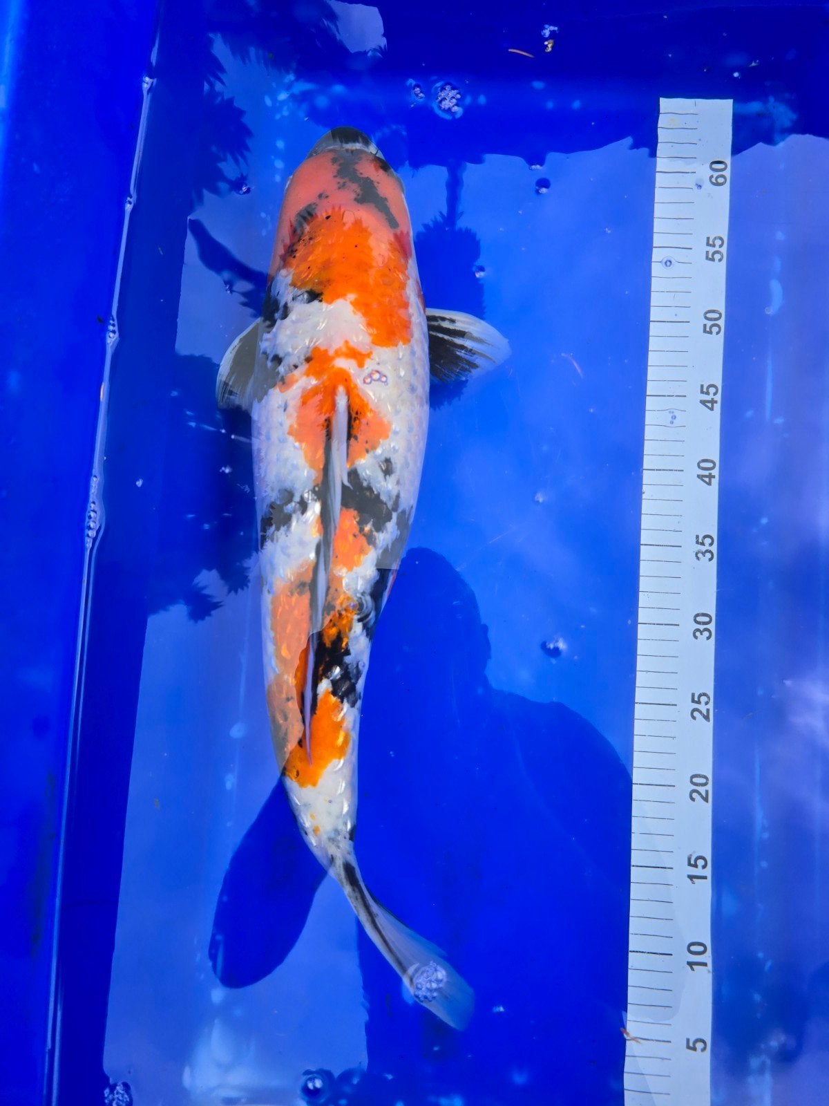 Zeer mooie Ginrin Showa met flinke bouw incl. Certificaat, Karper of Koi