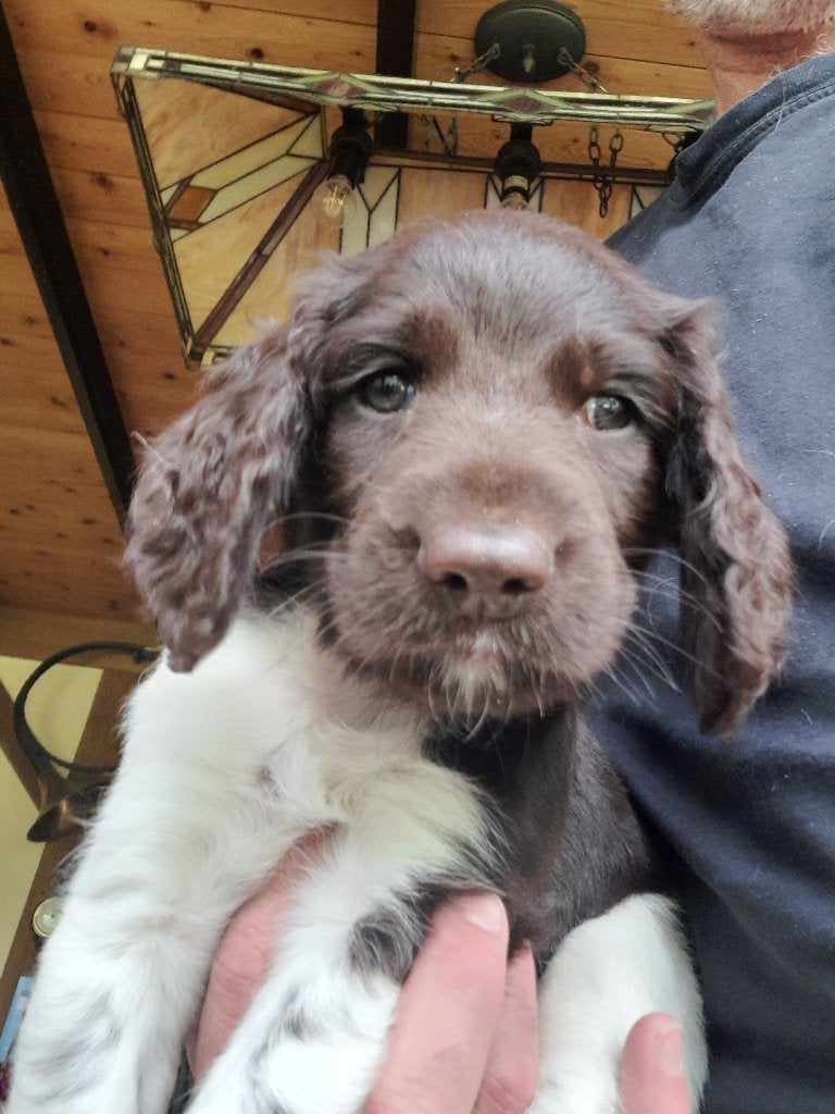 Heidewachtel, Kleine Münsterländer Reutje pup beschikbaar, 8 tot 15 weken, Meerdere, Meerdere dieren, Duitse Staande hond