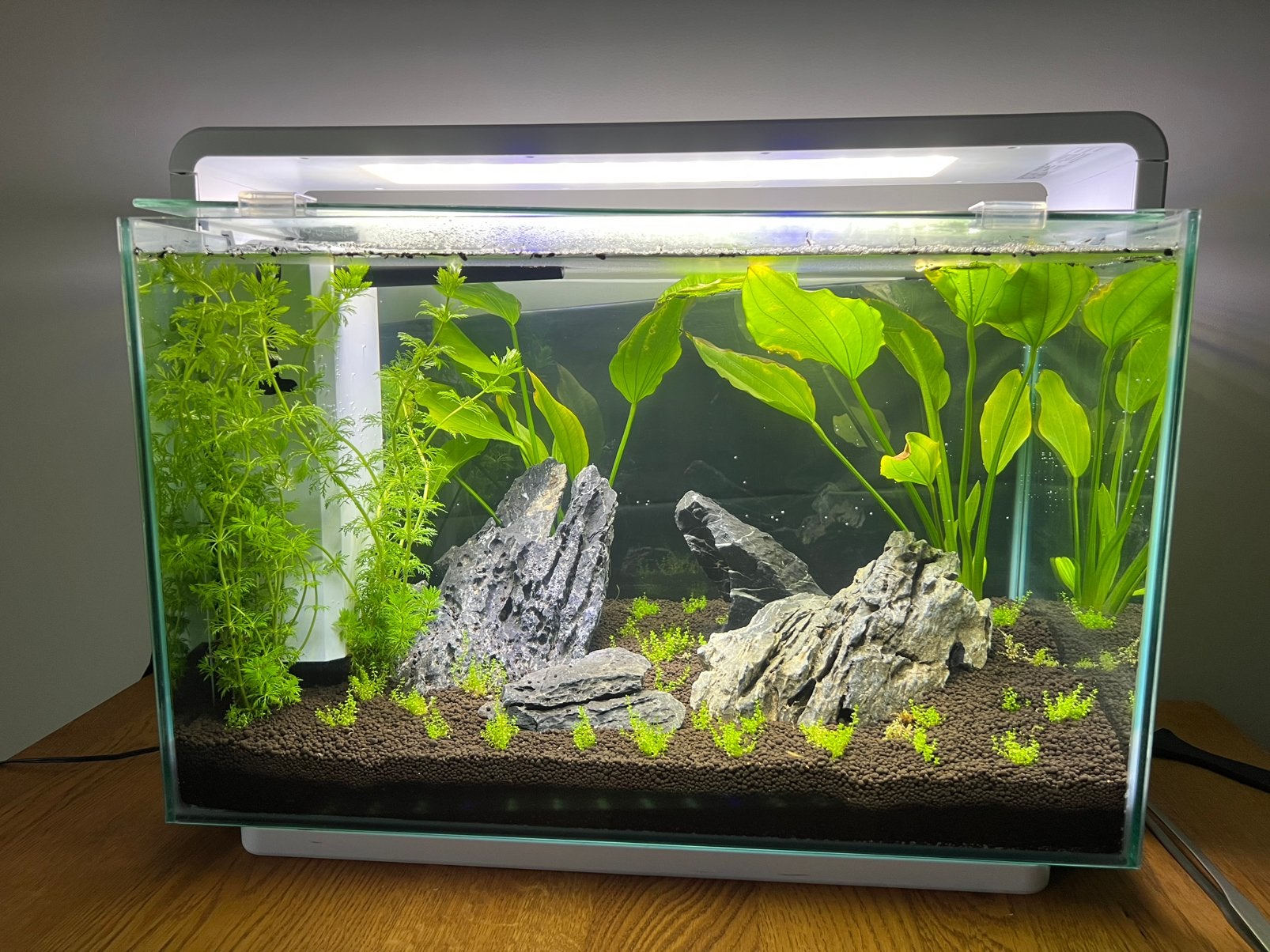 Superfish Home 65, Iwagumi aquarium, incl Sakura garnalen, Ophalen, Superfish, Inclusief vissen, Gevuld zoetwateraquarium