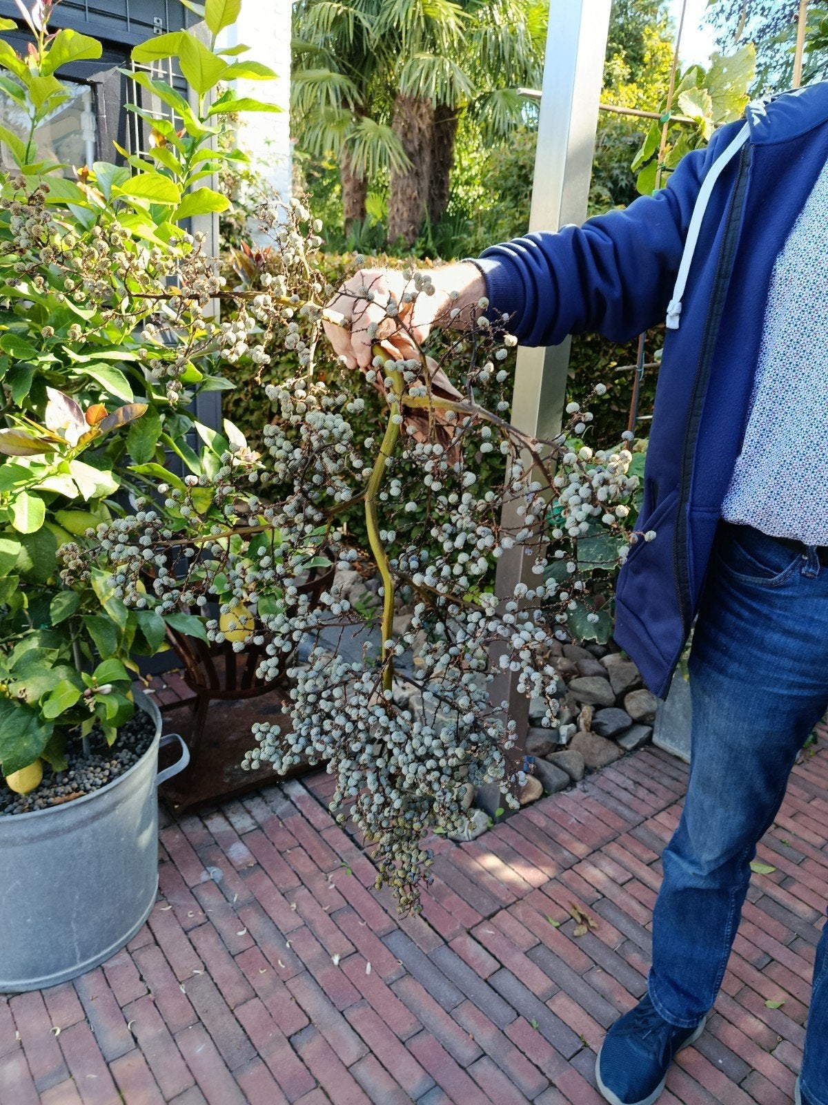 Laatste 2 dadeltakken gedroogd, Ophalen, Overige soorten, Volle zon