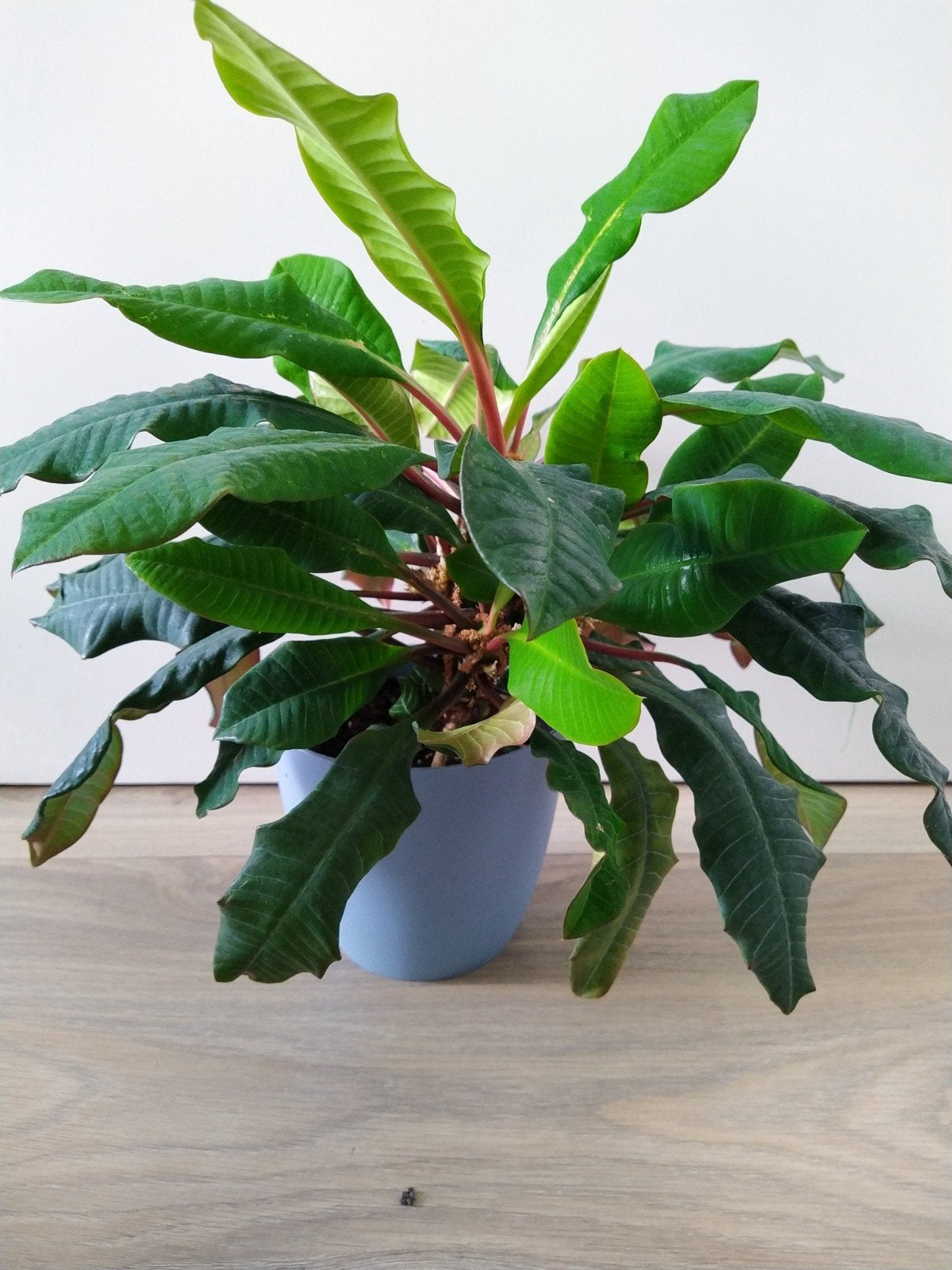 Zaden van de Madagascar Jewel
Euphorbia leuconeura zaden
(ma, Ophalen of Verzenden