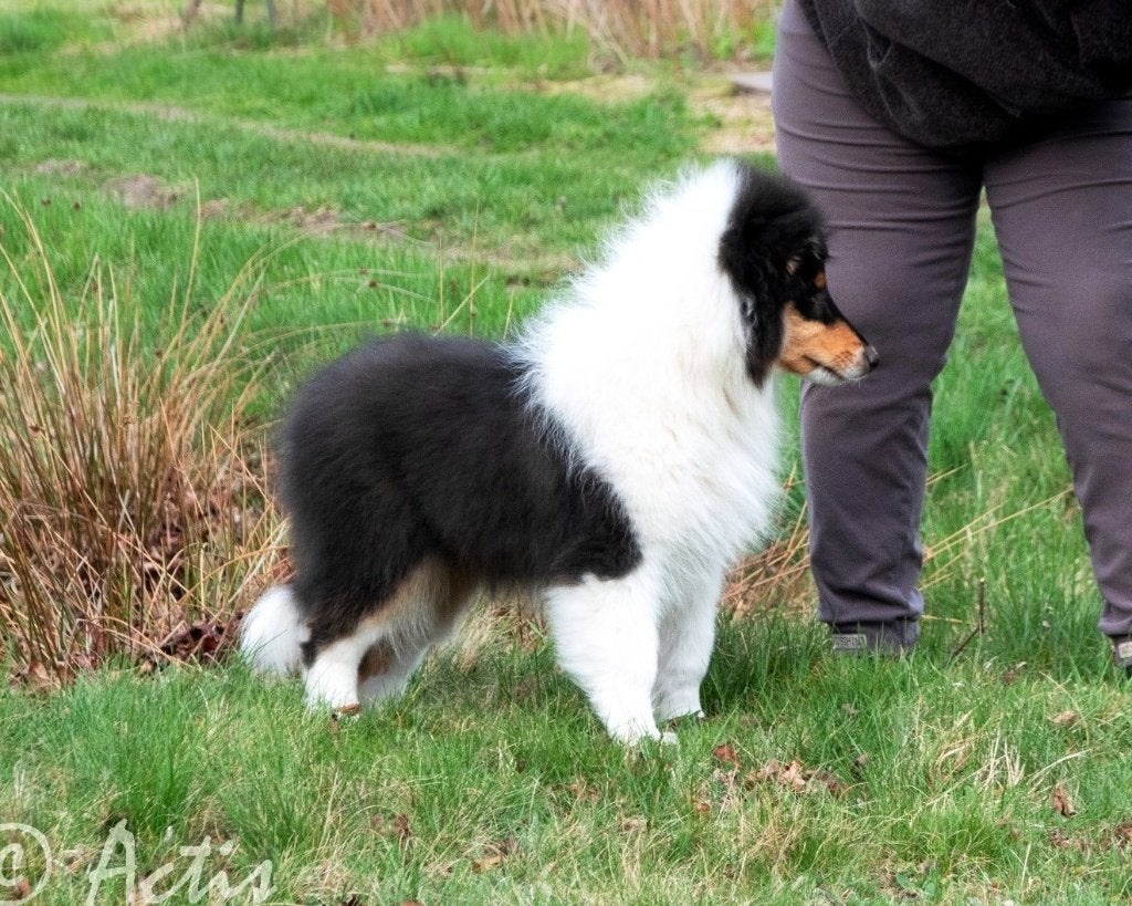 COLLIE Schotse pup FCI, Dieren en Toebehoren, Parvo, Particulier, 8 tot 15 weken, Buitenland