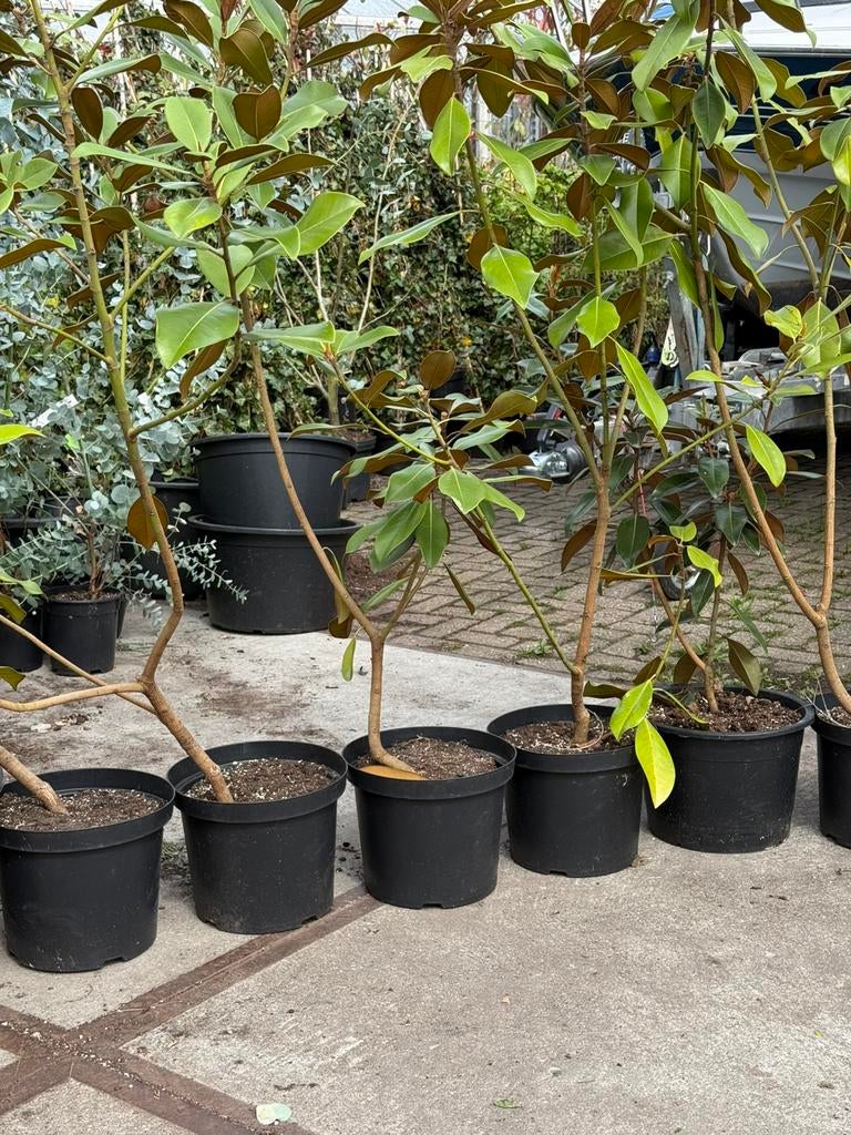 Magnolia grandiflora de nantes grote stuik blijft groen, Tuin en Terras, Ophalen, Overige soorten, Struik, 100 tot 250 cm