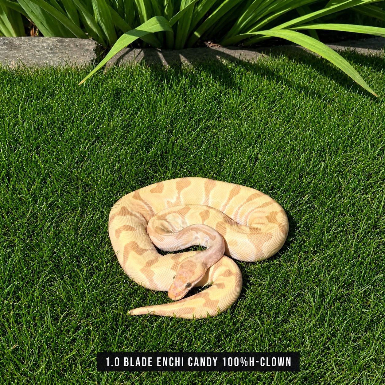 PYTHON REGIUS - CANDY Ball Python - male for sale from Shaquille (2200 België)