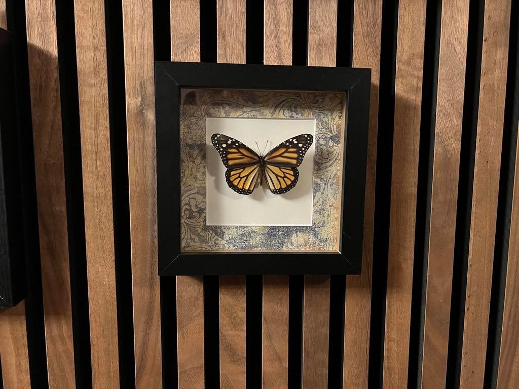 Monarchvlinder in lijst, Verzamelen, Ophalen of Verzenden, Zo goed als nieuw, Insect, Opgezet dier