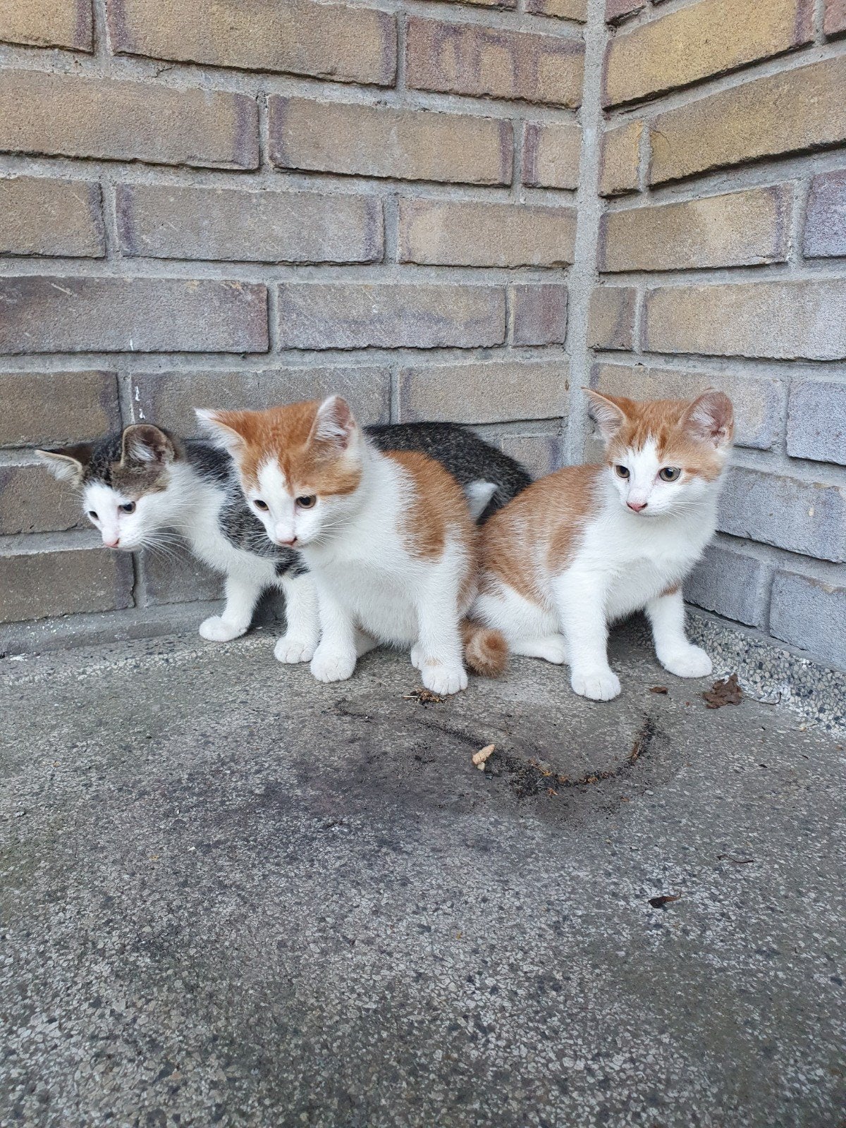 Boerderijkatten te koop., Dieren en Toebehoren, Kater