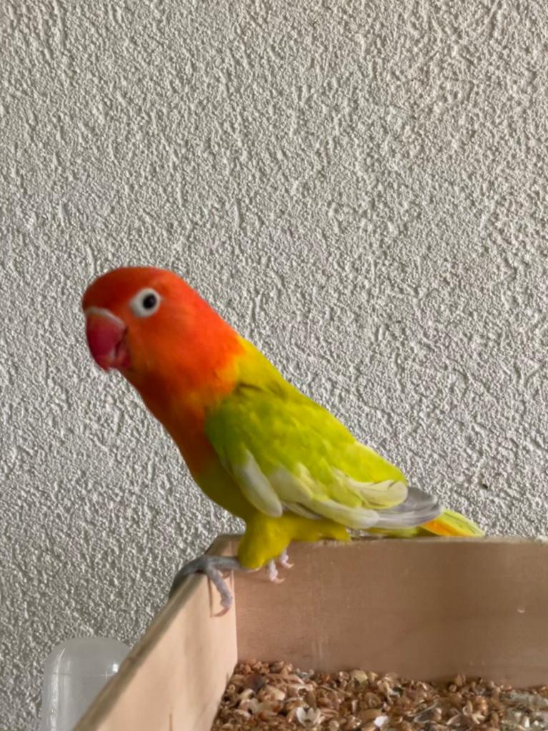 Prachtige Lieve Jonge en Hand Tamme Agapornis Dwergpapegaai, Dieren en Toebehoren, Vogels | Parkieten en Papegaaien, Meerdere dieren
