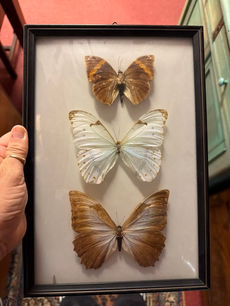 Ingelijste vlinders - Decoratieve insectencollectie, Ophalen of Verzenden, Zo goed als nieuw, Hout, Minder dan 50 cm