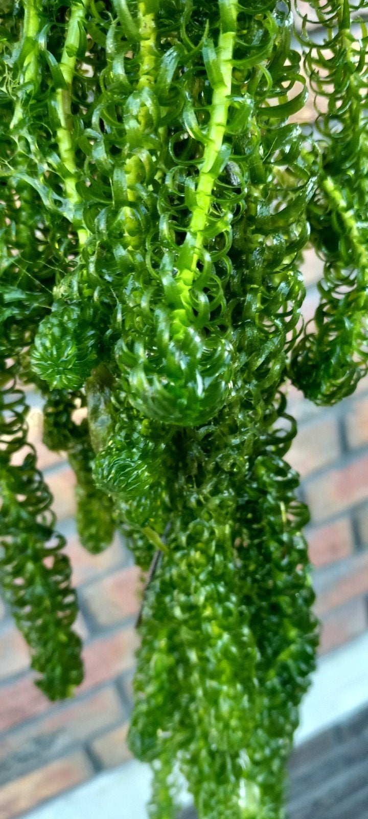 gekrulde waterpest als zuurstofplant voor vijver of aquarium, Tuin en Terras, Vijvers, Ophalen of Verzenden