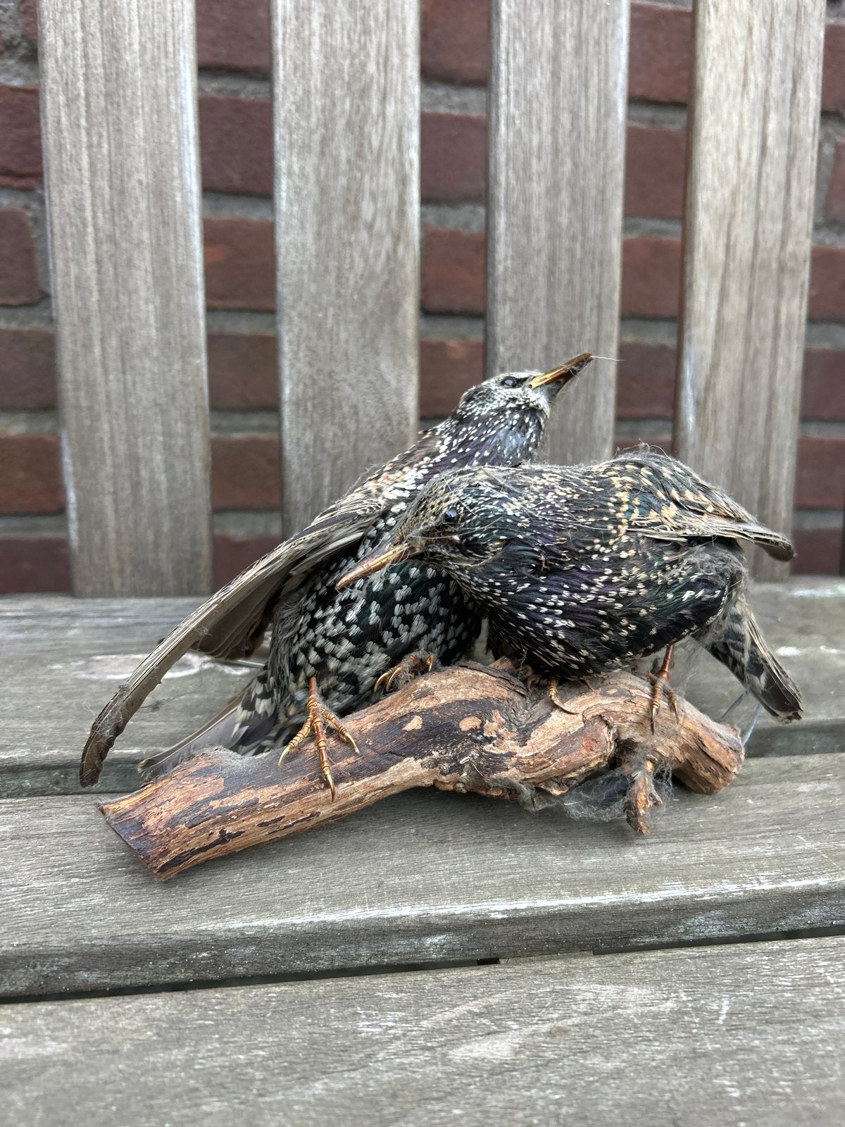 Opgezette Spreeuwen op Houten Tak - Decoratief, Ophalen of Verzenden, Gebruikt, Vogel, Opgezet dier