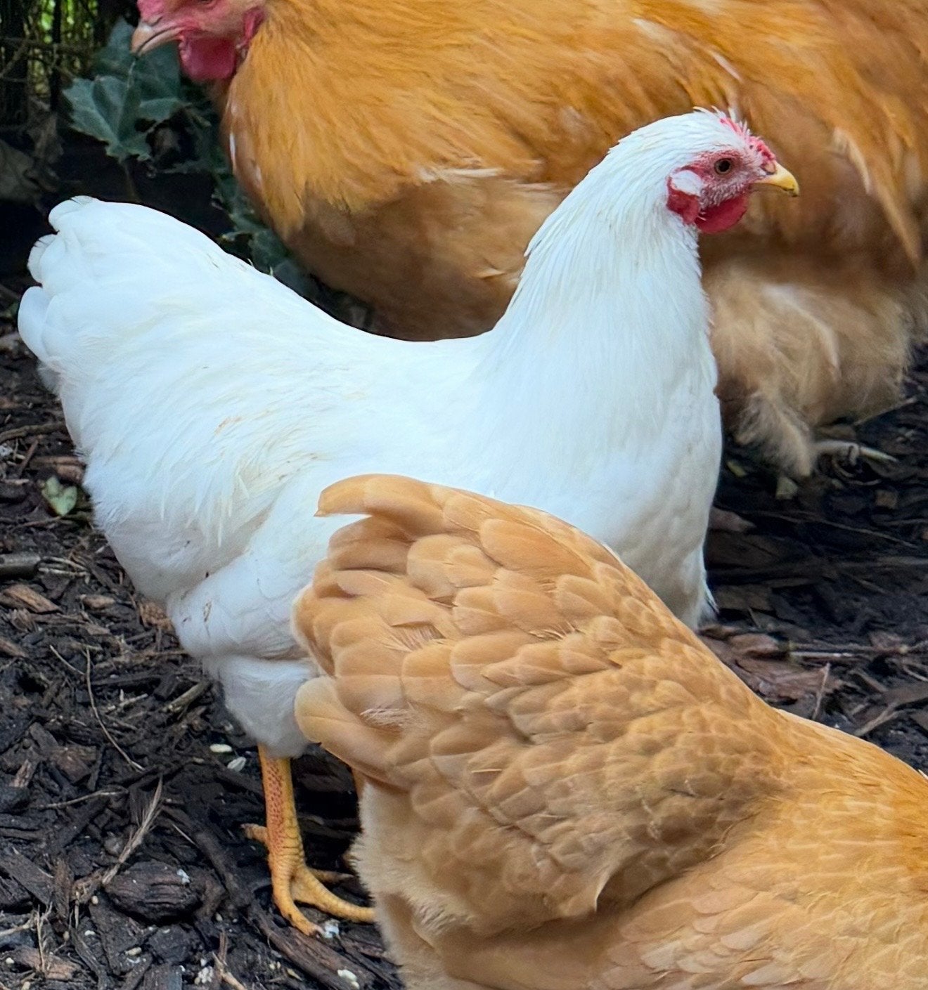 Wyandotte kriel haan, wit, Dieren en Toebehoren