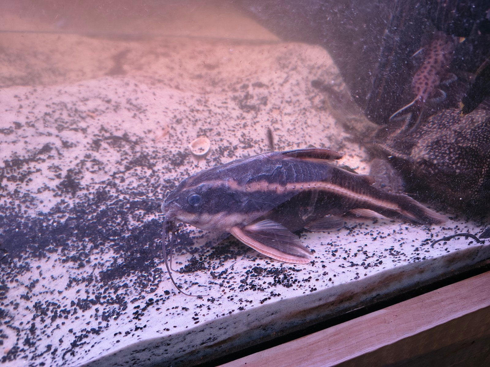platydoras 23 cm, Vis, Zoetwatervis