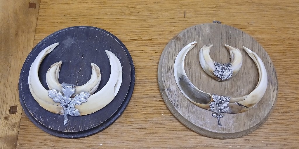 2 trofee tanden wild zwijn op houten bordje, Verzamelen, Dierenverzamelingen, Verzenden, Gebruikt, Wild dier, Gewei of Kop