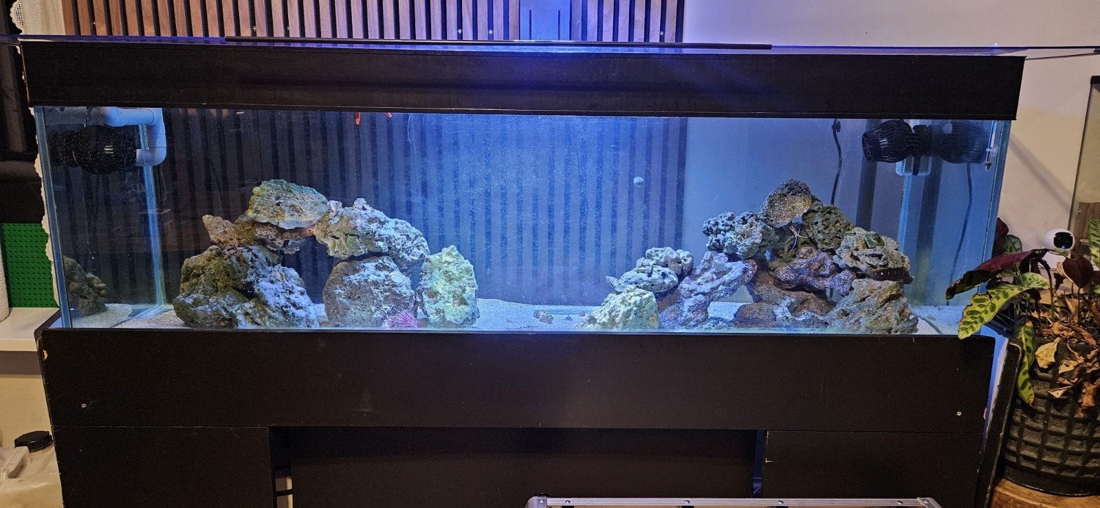 Zeewateraquarium, Ophalen