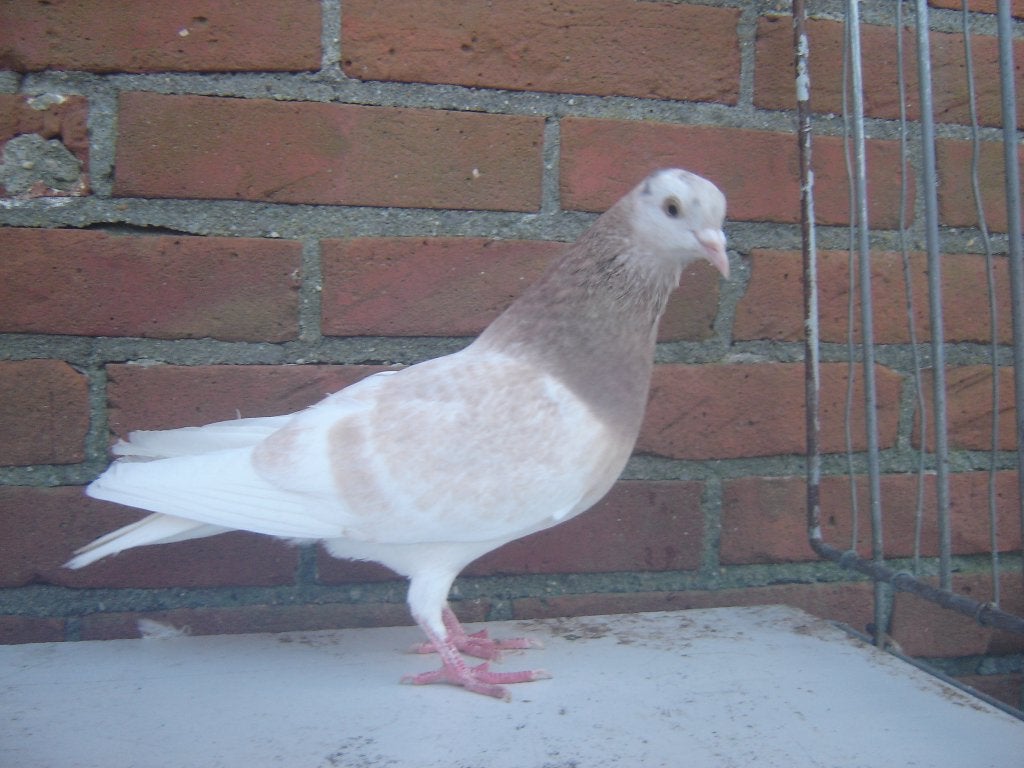 Sierduif '', Dieren en Toebehoren, Mannelijk, Overige soorten