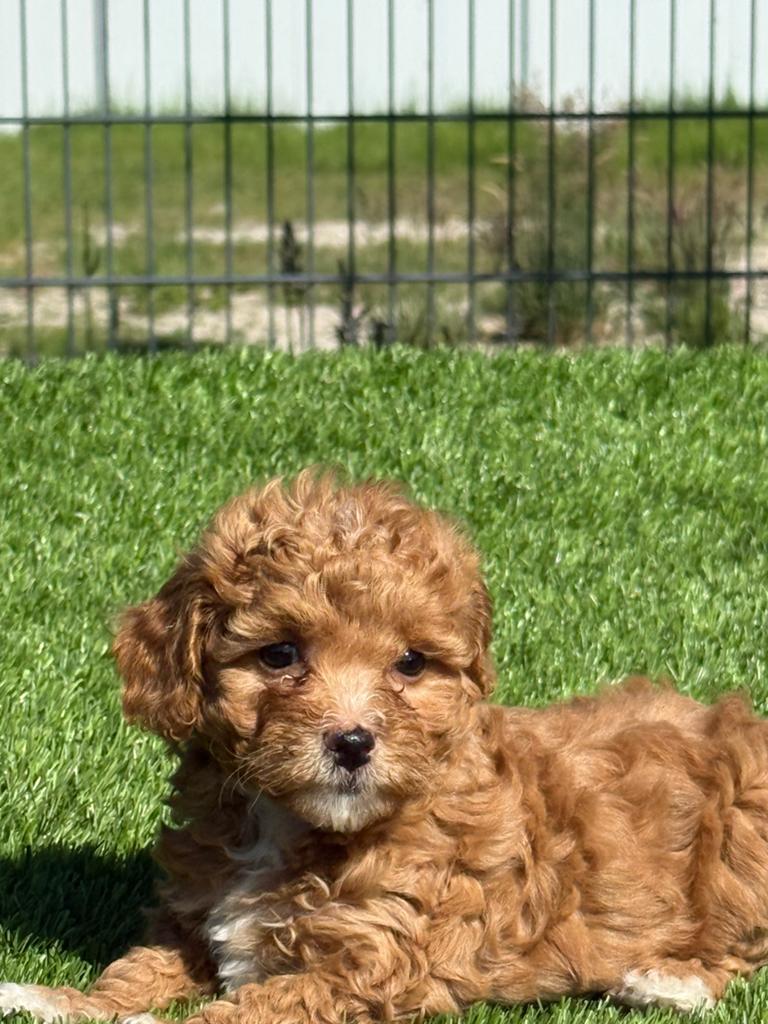 Maltipoo dwerg poedel x maltezer pups, Dieren en Toebehoren, Honden | Retrievers, Spaniëls en Waterhonden, Meerdere dieren, Overige rassen