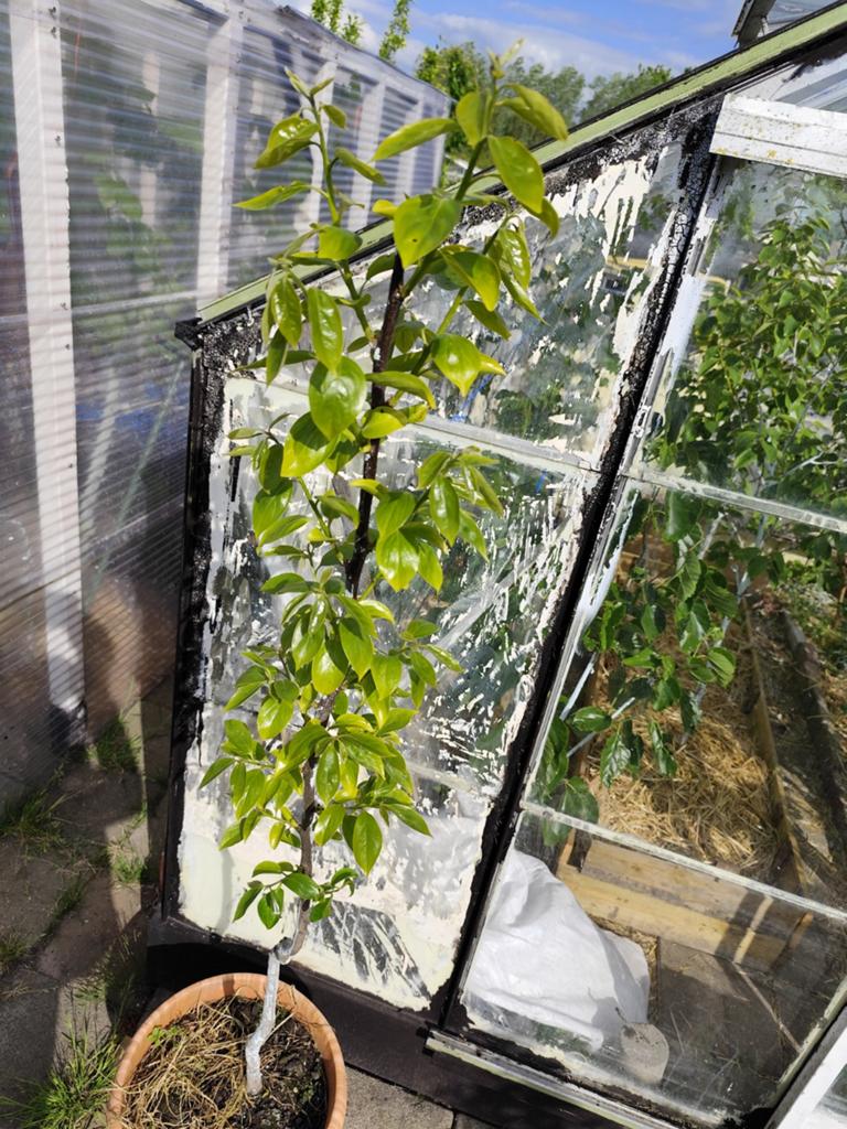 Kakiboom in pot., Tuin en Terras, Planten | Fruitbomen, Minder dan 100 cm, Overige soorten, In pot, Ophalen of Verzenden
