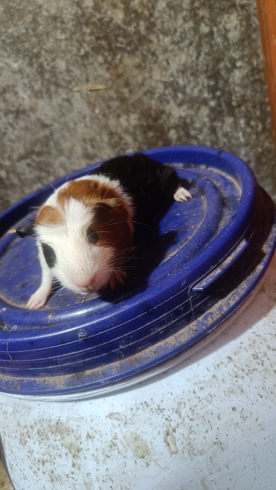 Jongen cavia beertjes 3, Cavia, Mannelijk, Mei, Tam