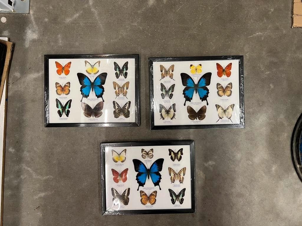 Opgezette vlinders in lijst, Ophalen of Verzenden, Nieuw, Insect, Opgezet dier