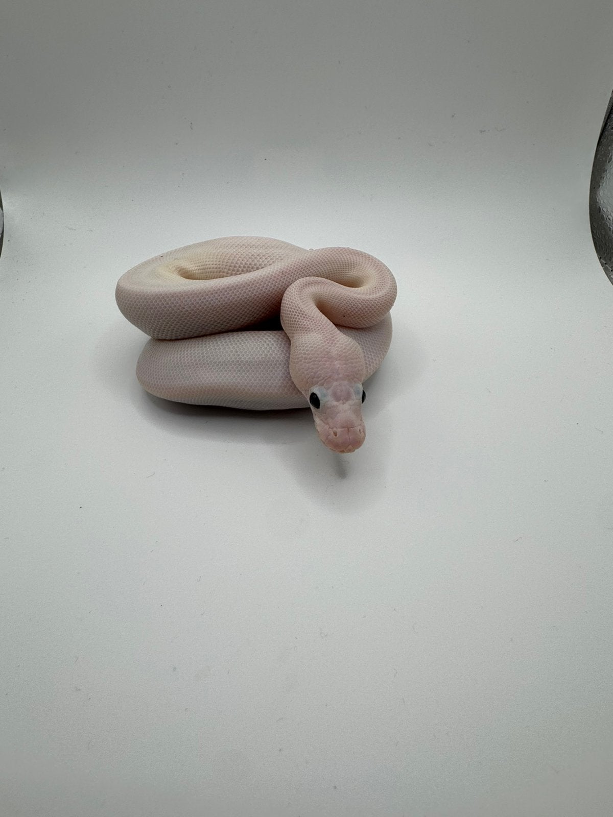 Rare baby ball python leucistico black eyes Ball Python photo 2