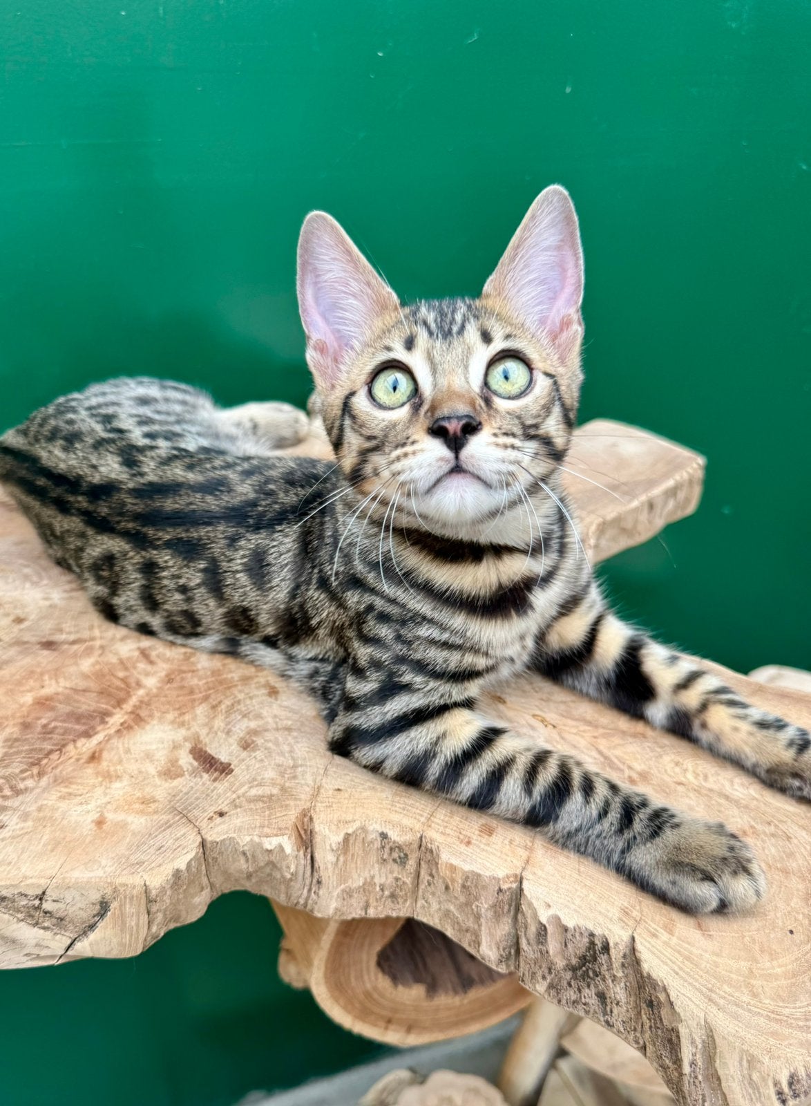 Bengal kitten | fantastisch karakter | geholpen, Dieren en Toebehoren, Kater