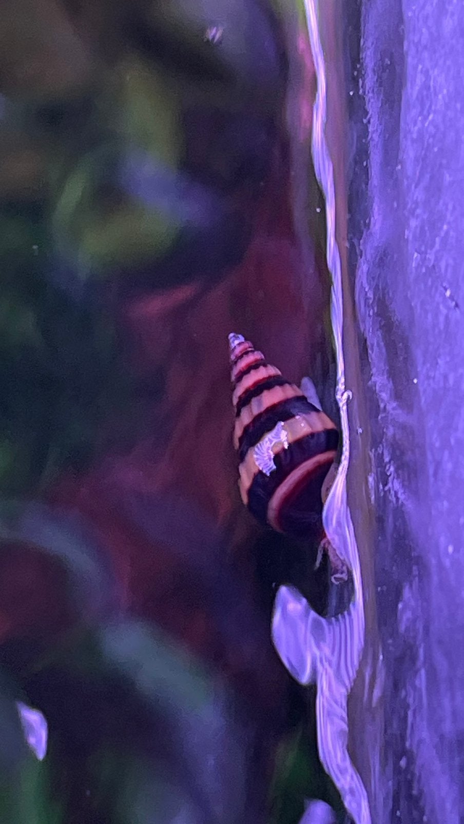 Anentome helena (Slakkenetende slakken / Assassin Snails), Dieren en Toebehoren, Slak of Weekdier