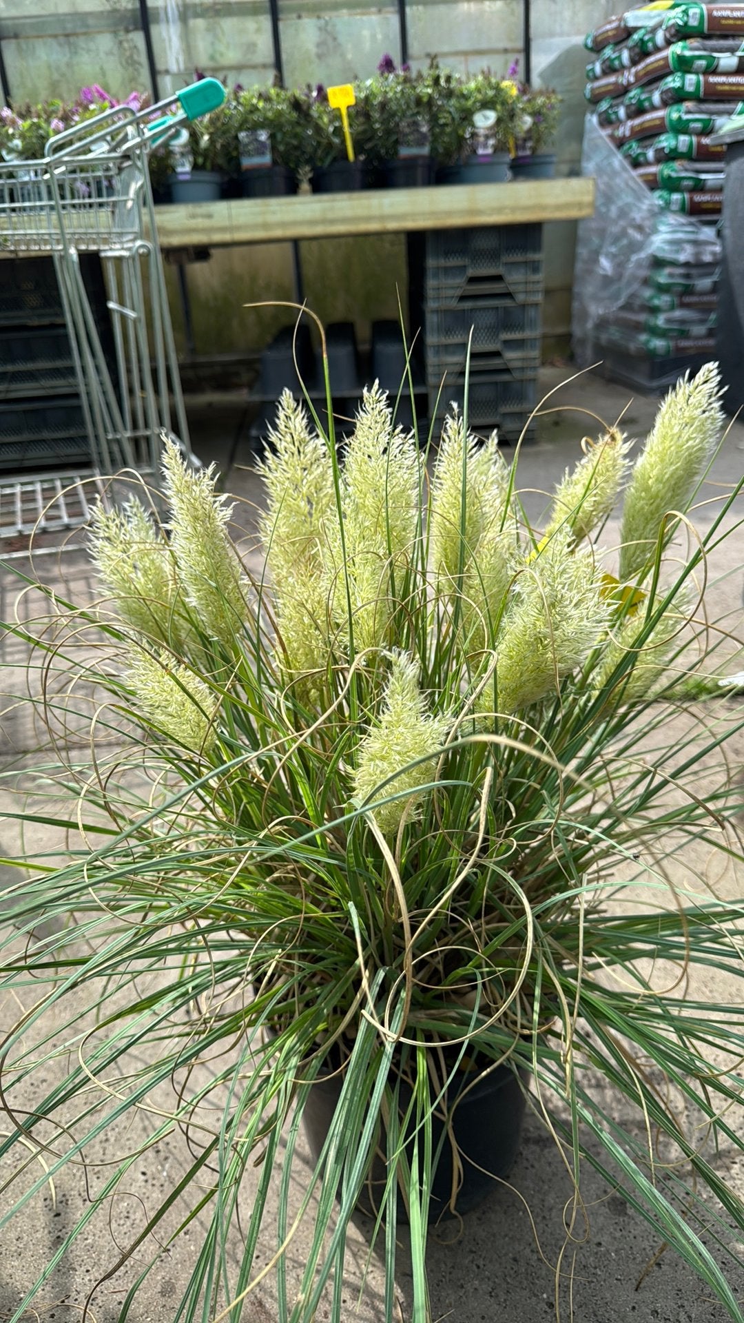 Tiny Pampa Gras in 19 cm pot max 60 cm, Volle zon, Vaste plant, Siergrassen, Ophalen of Verzenden