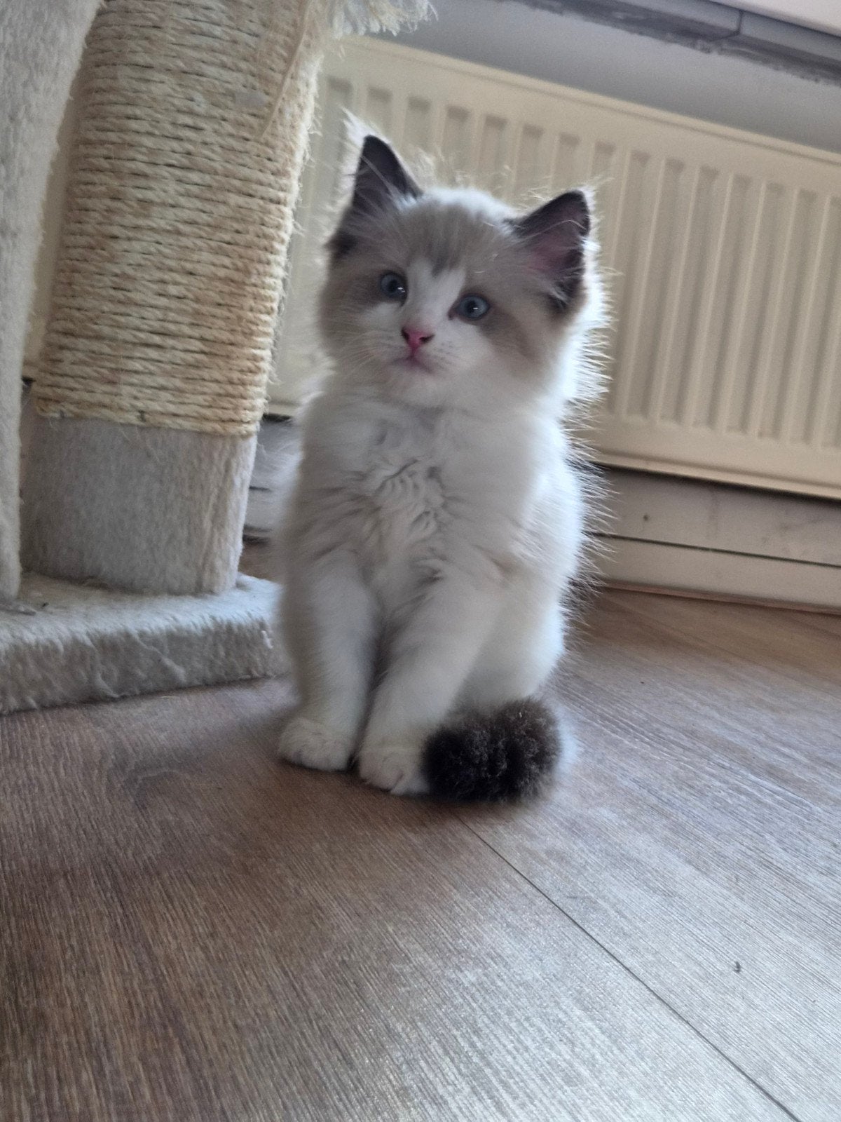 Britse langhaar x Ragdoll, Meerdere dieren, Ontwormd, 0 tot 2 jaar