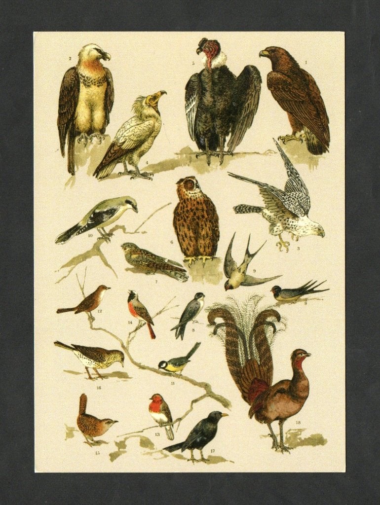 Vogels Roofvogels Gieren Zwaluw Kraai Fazant Koolmees Merel., Verzamelen, Ophalen of Verzenden, 1980 tot heden, Ongelopen, Vogel