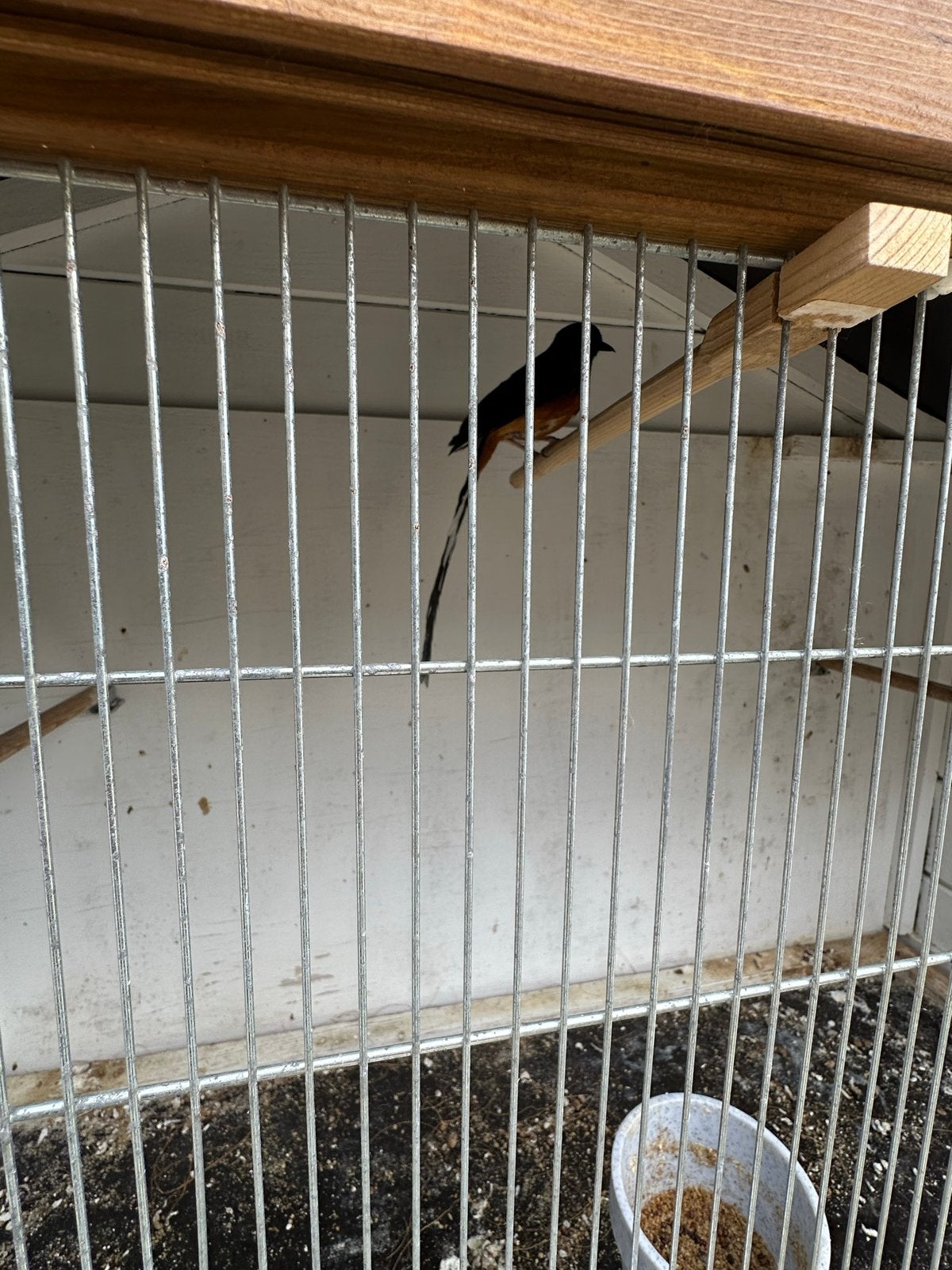 Schamalijster man, Dieren en Toebehoren, Vogels | Overige Vogels, Mannelijk