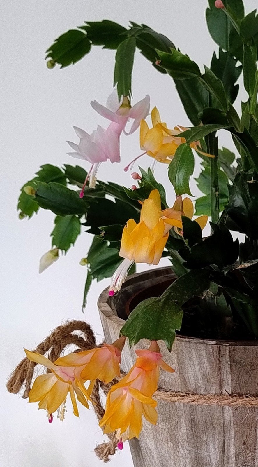 MOET NU WEG :  Geel en Wit-bloeiende Paascactus (Schlumberg, Ophalen, Halfschaduw, Minder dan 100 cm