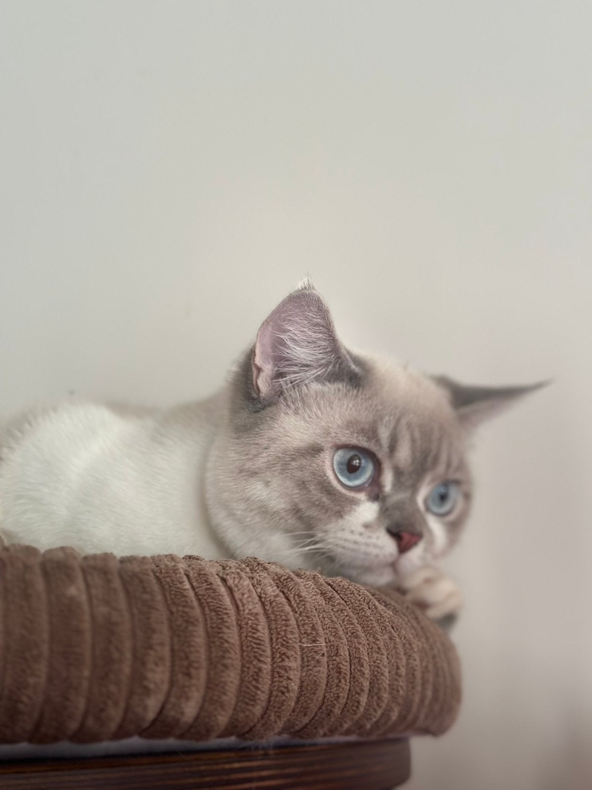 2 britse katers en 1 poes, Meerdere dieren, Gechipt, 0 tot 2 jaar