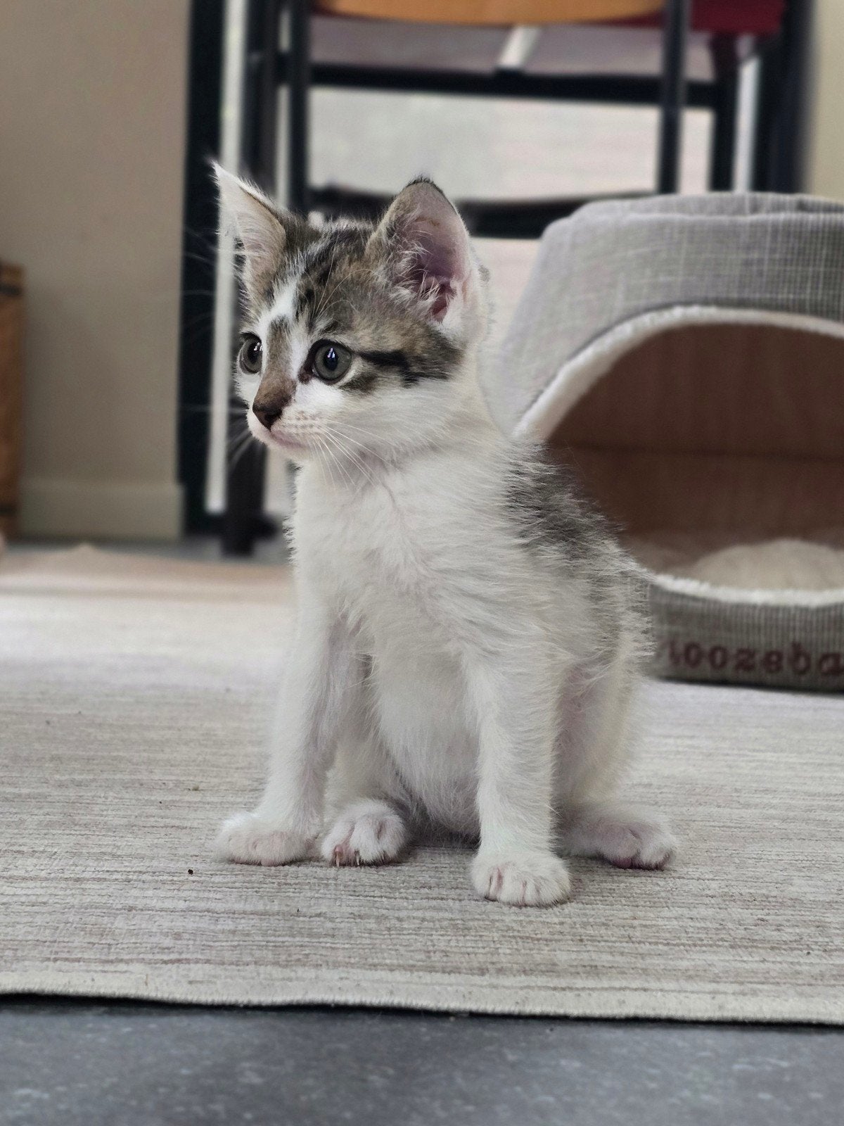 Katertje deels Noorse Boskat van 15 weken, Kater, 0 tot 2 jaar