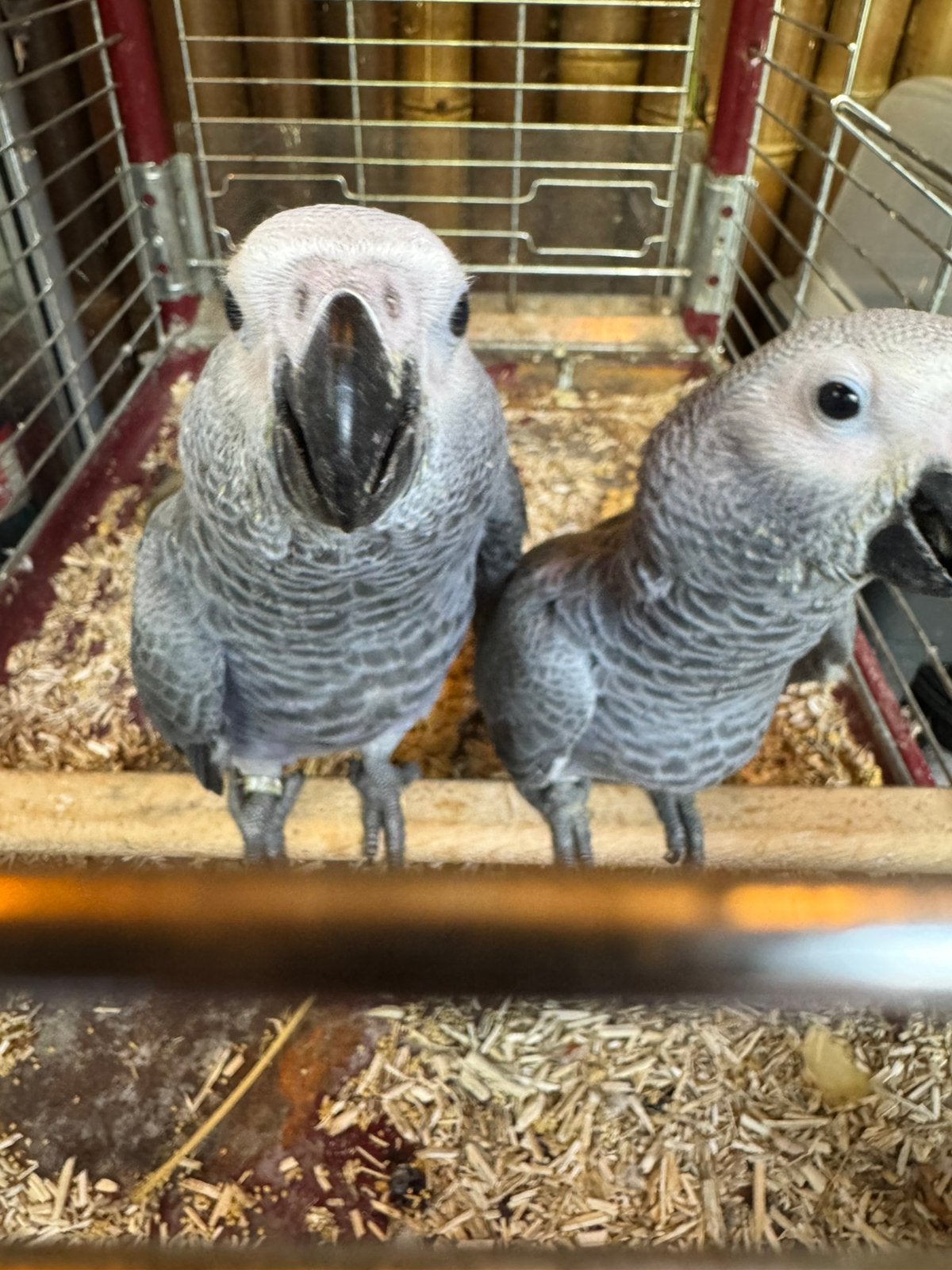 Baby grijze roodstaarten, congo zeer grote vogels., Dieren en Toebehoren, Meerdere dieren, Papegaai, Geringd