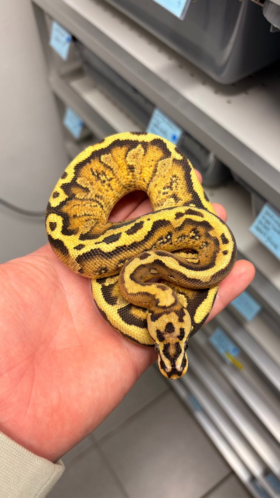 0.1 spotnose fire stranger 100% het clown ball python Ball Python photo 3