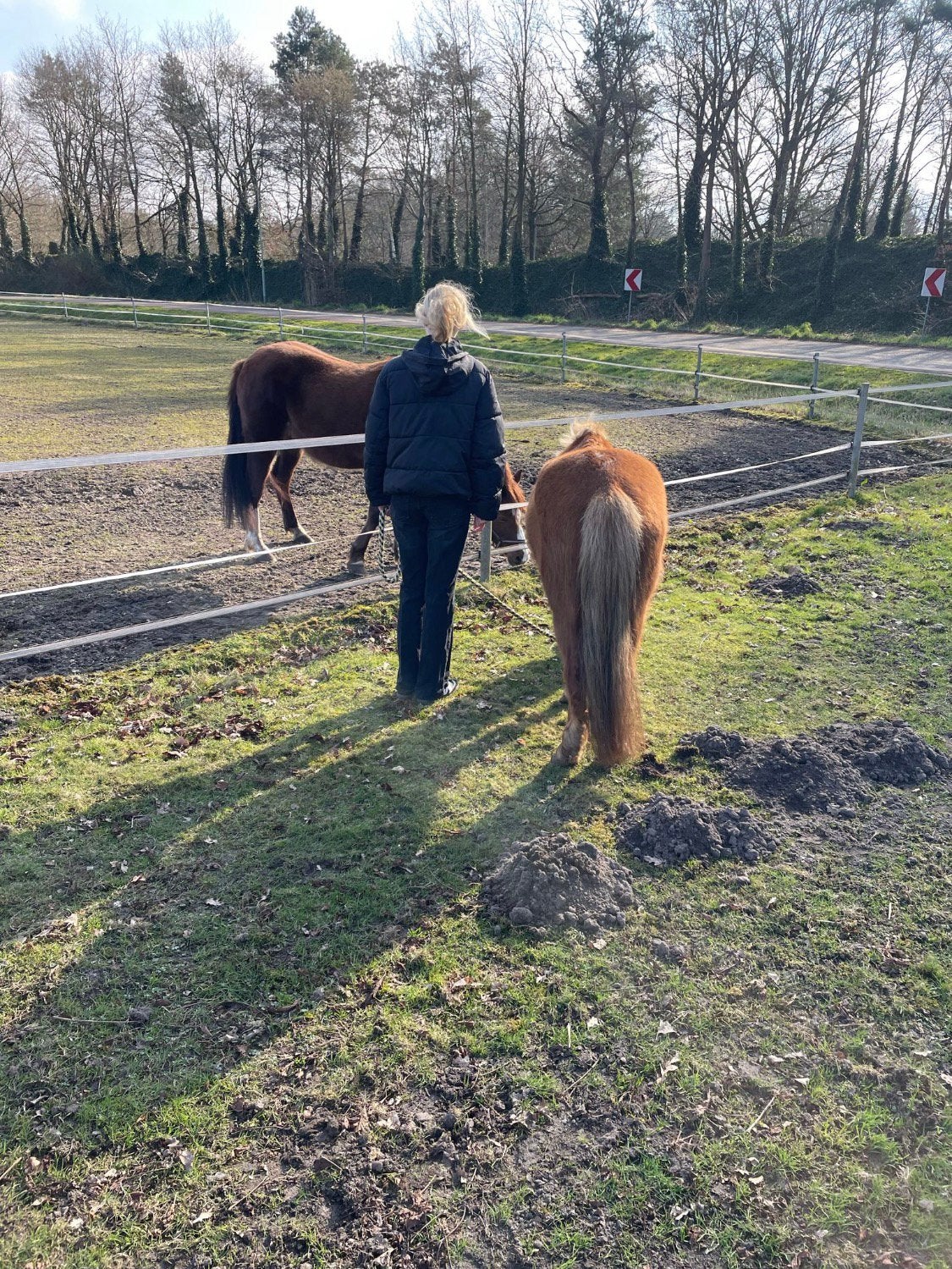 Gezocht: leuk lease-/bijrijdpaard of pony, Dieren en Toebehoren