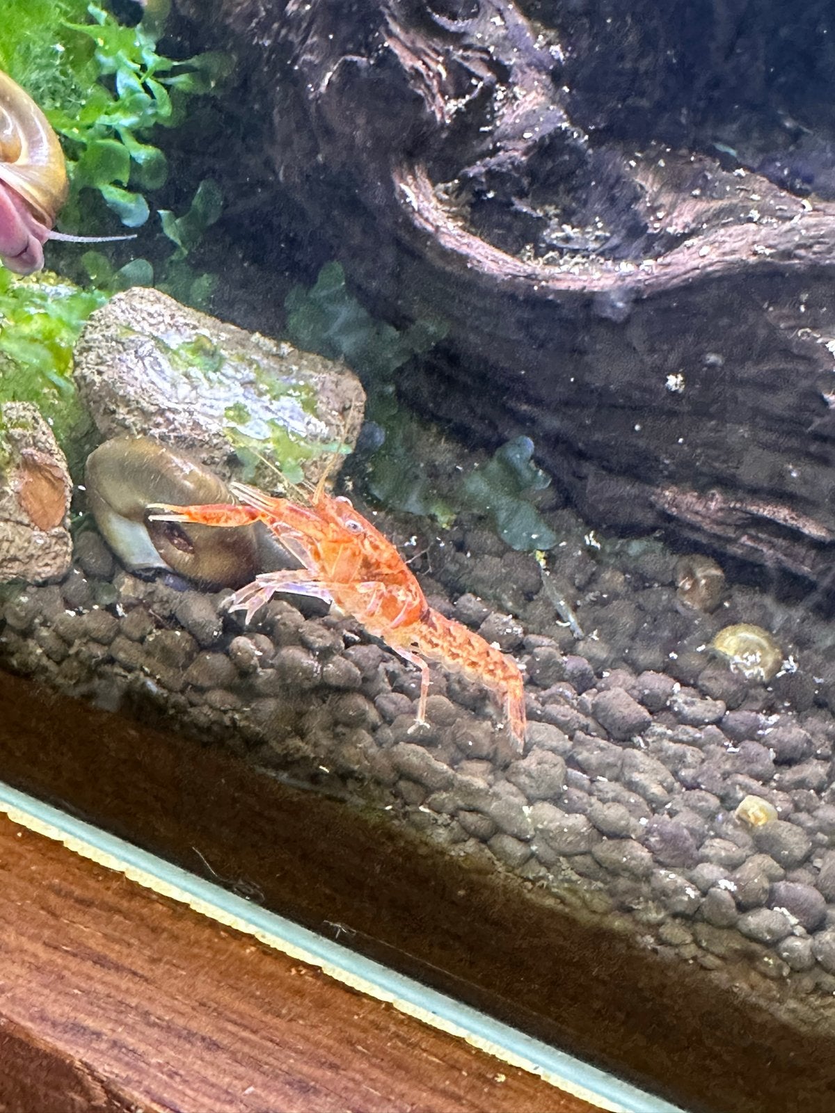 Oranje cpo kreeftjes, Dieren en Toebehoren, Kreeft, Krab of Garnaal