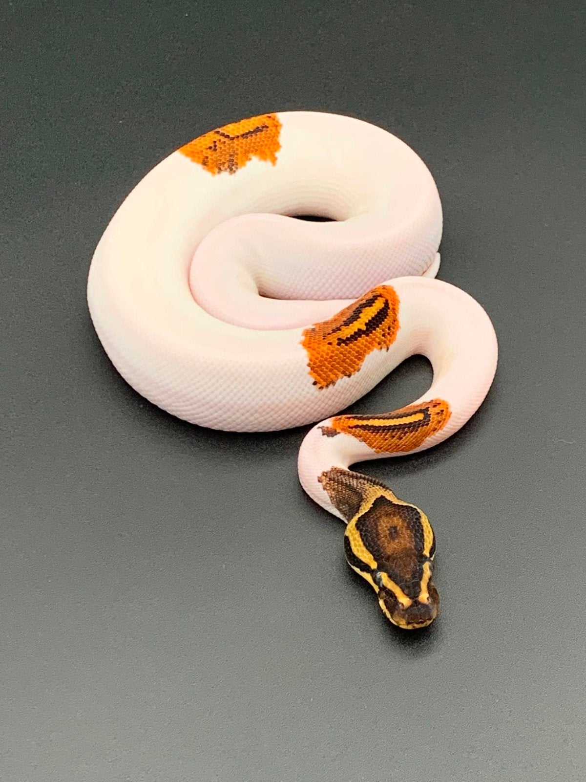 1.0 yellow belly piebald python regius, Dieren en Toebehoren, Reptielen en Amfibieën, Slang, 0 tot 2 jaar
