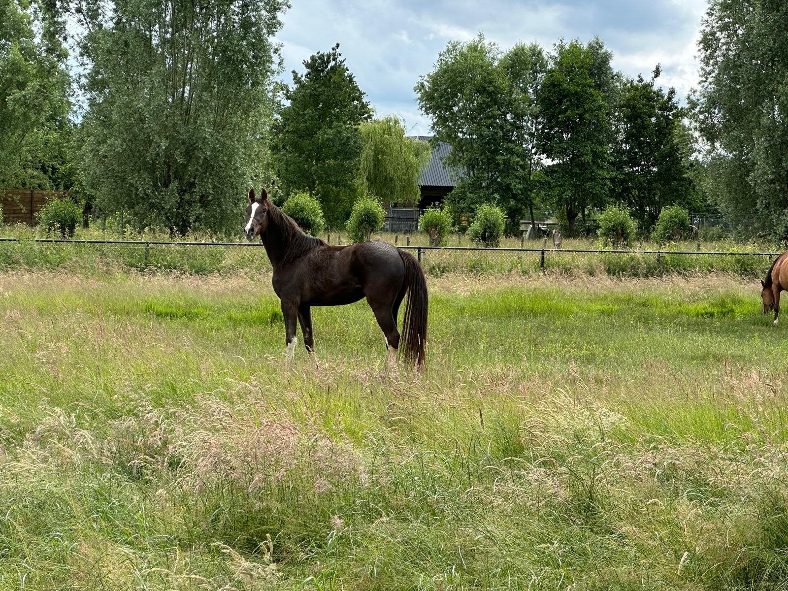Draagmerrie 4 jarige te koop, Merrie, Springpaard, Met stamboom, 3 tot 6 jaar
