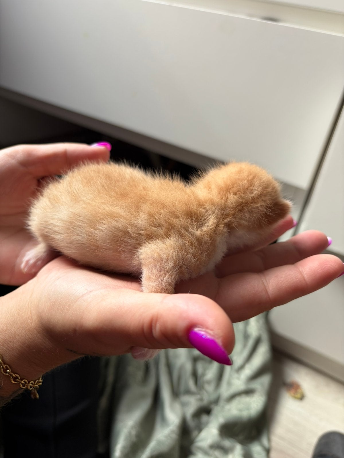 Kittens, Dieren en Toebehoren, Meerdere dieren