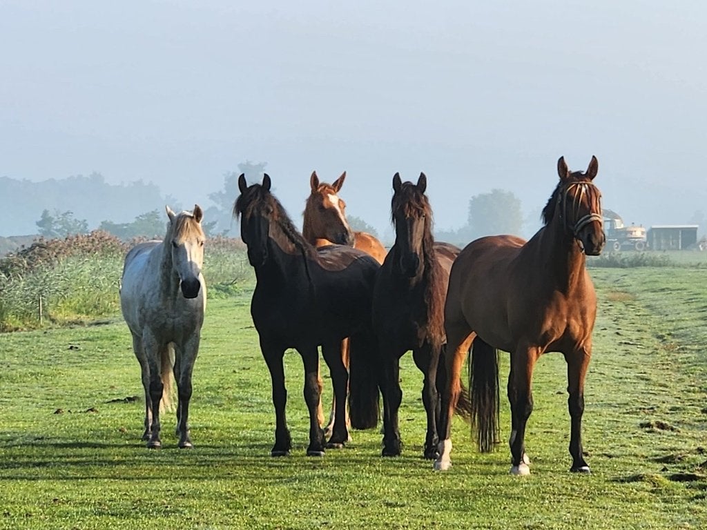 Aangeboden stalling op een rustige privé stal in Wormer, Dieren en Toebehoren, Stalling en Weidegang, Stalling